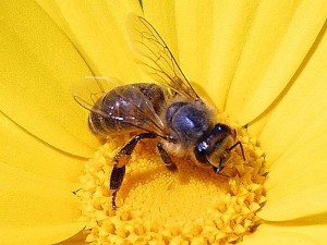 Abeja doméstica