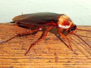 Cucaracha americana
