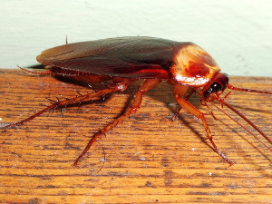 cucaracha_americana