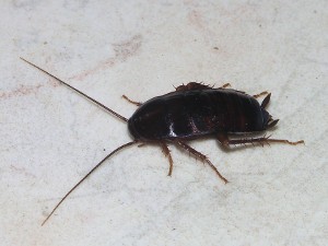 Cucaracha Negra