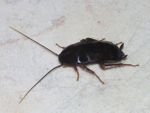 cucaracha_negra