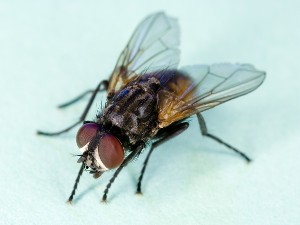 Mosca doméstica