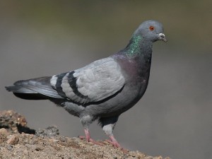 Paloma doméstica, bravía