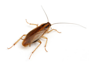 cucaracha_alemana