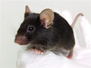 Rata negra o rata común