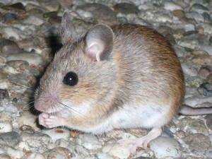 Ratón doméstico o ratón común